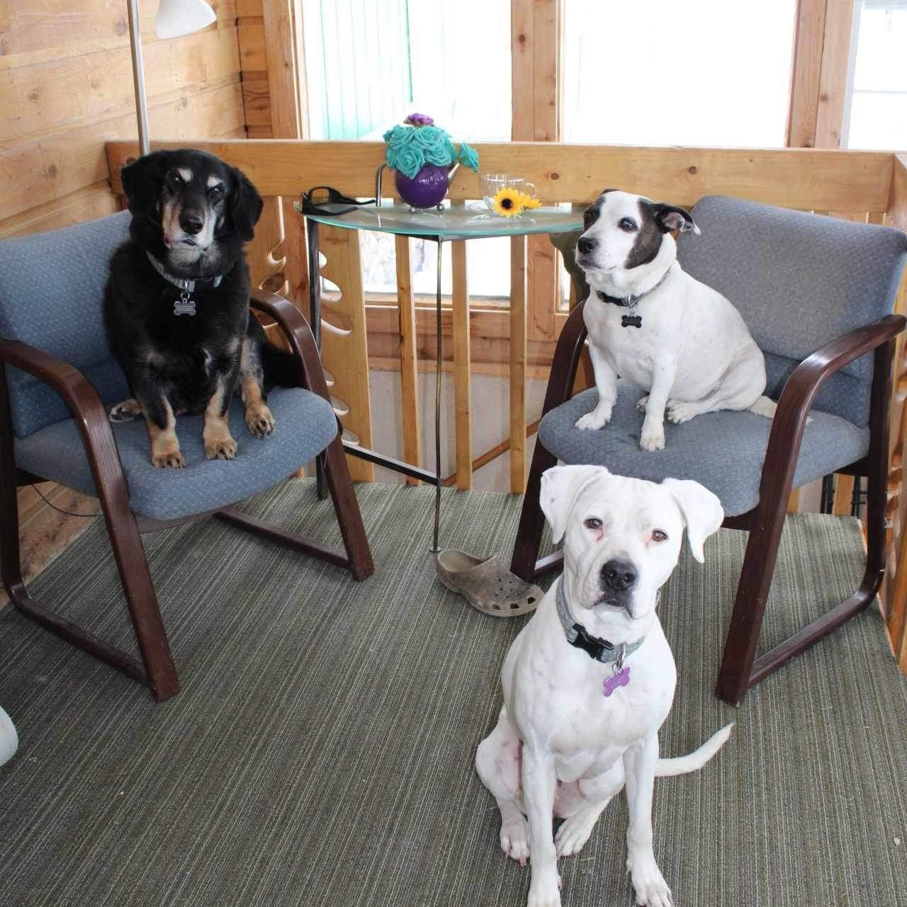 The DogMomLife crew