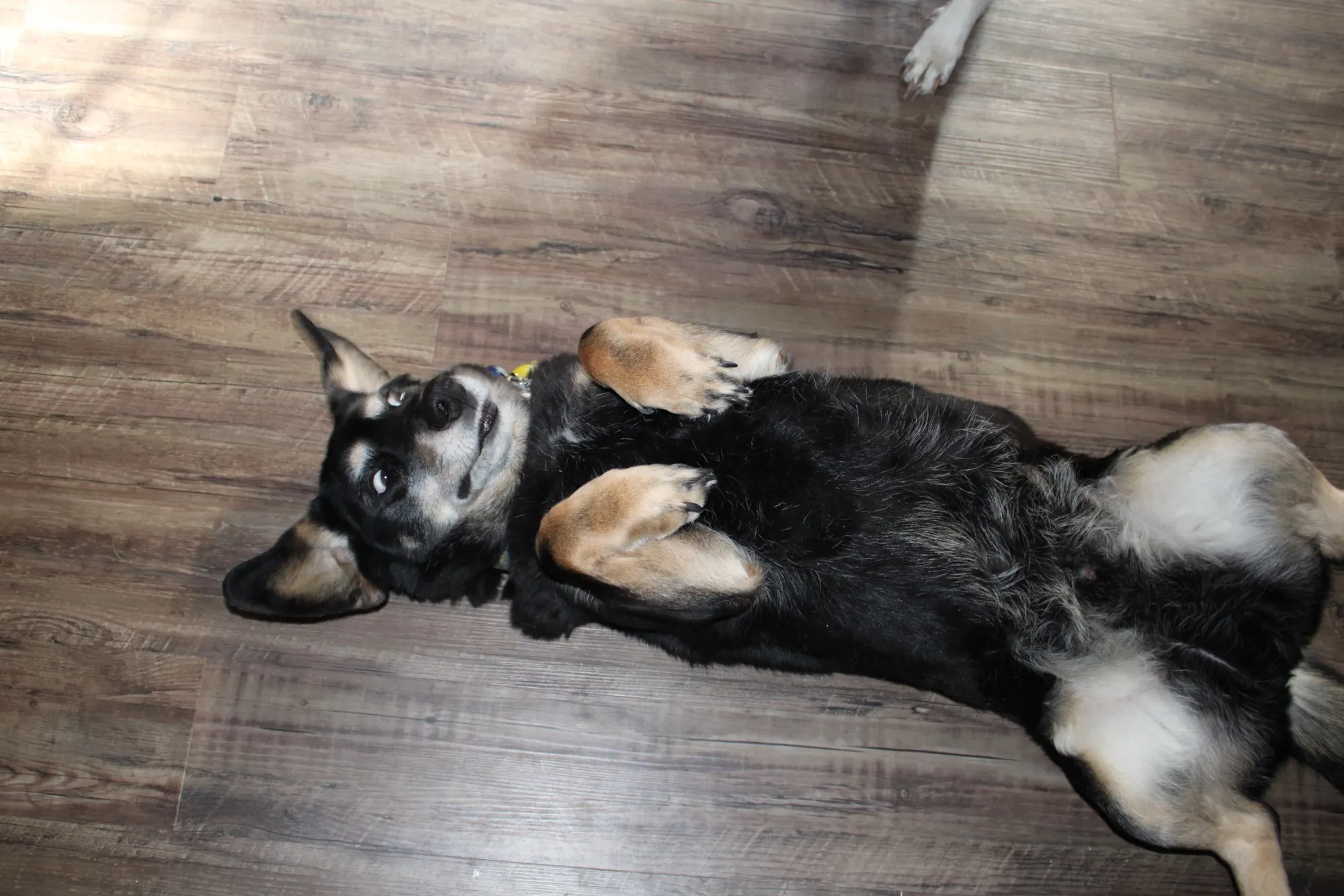 Gimli the dog