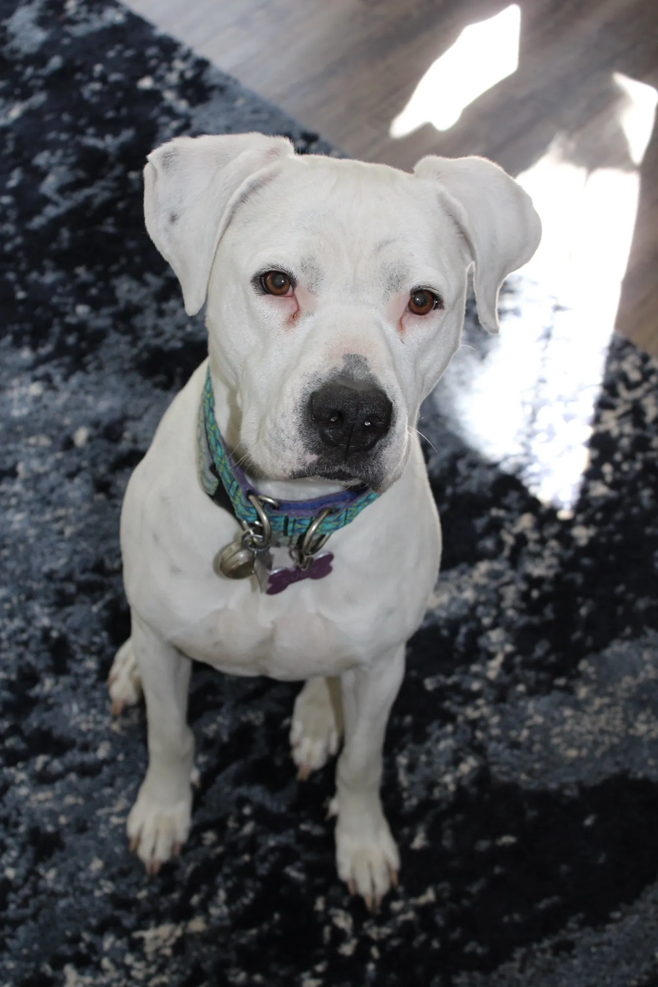Lucy the dog