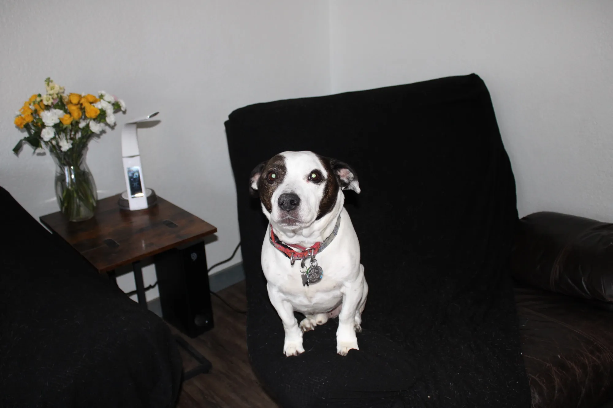 Mack the dog